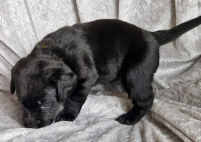 Maggie – sort labrador retriever tævehvalp