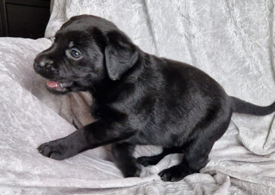 Sort Labrador Retriever tævehvalp på 5 uger som er opsøgende og kælen