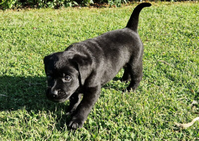 Sort Labrador Retriever tævehvalp på 6 uger som er opsøgende og kælen på græsset