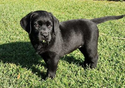 Sort Labrador Retriever tævehvalp på 7 uger, kælen og opsøgende i haven