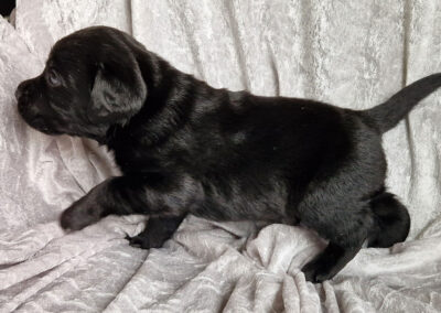 Max – sort labrador retriever hanhvalp