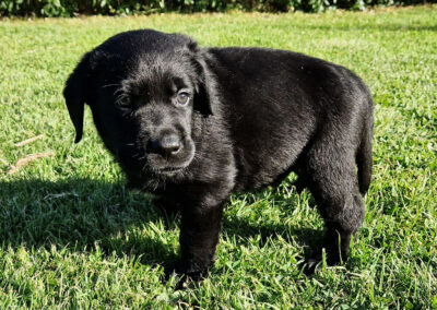 Sort Labrador Retriever hanhvalp på 6 uger som er legesyg og tryghedssøgende på græsplænen