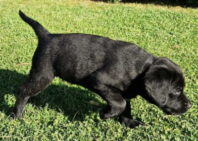 Sort Labrador Retriever hanhvalp på 7 uger, legesyg og tryghedssøgende i haven