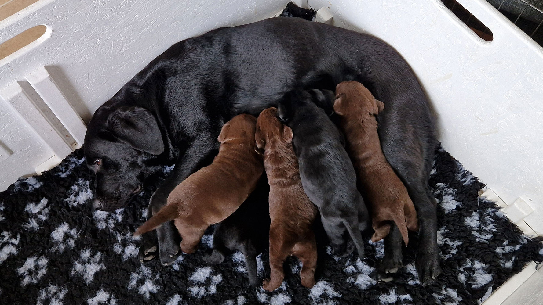 Nila dier sine fire uger gamle labrador retriever hvalpe i hvalpekassen