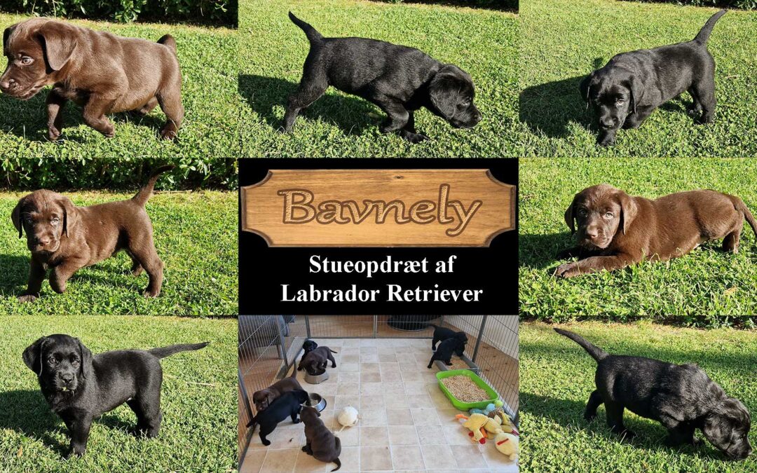 Labrador Retriever hvalpene er syv uger og går på opdagelse