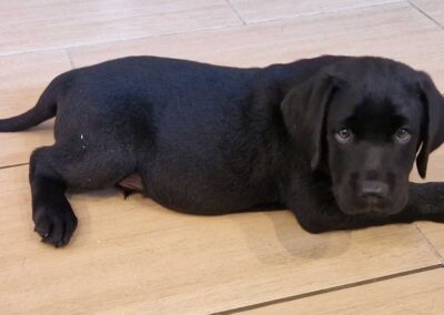 Balder, sort Labrador hanhvalp på 9 uger og 2 dage, liggende på gulvet med nysgerrigt blik.