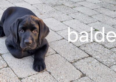 Labrador Retriever hvalp Balder på 11 uger ligger roligt på terrassen