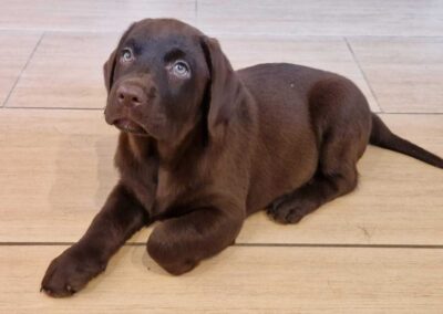 Lady, brun Labrador tævehvalp på 9 uger og 2 dage, siddende opmærksomt på gulvet.
