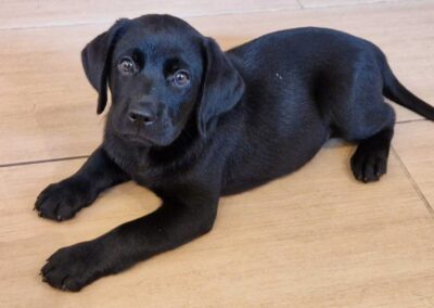 Maggie, sort Labrador tævehvalp på 9 uger og 2 dage, liggende afslappet.