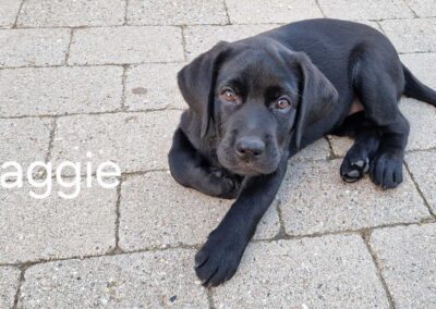 Labrador Retriever hvalp Maggie på 11 uger ligger på terrassen og ser nysgerrigt frem