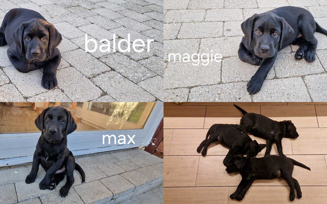 Hvalpene er godt 11 uger, nysgerrige og fulde af leg