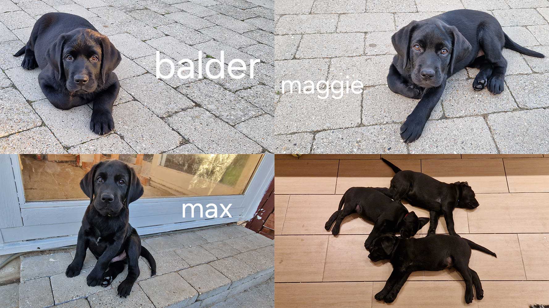 Collage med tre Labrador Retriever hvalpe på 11 uger, Max, Balder og Maggie