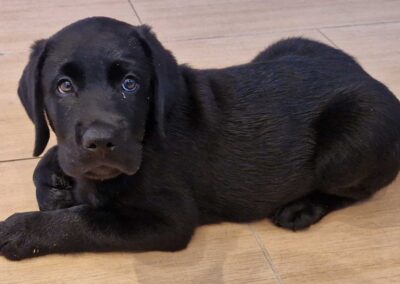 Max, sort Labrador hanhvalp på 9 uger og 2 dage, liggende afslappet på gulvet.