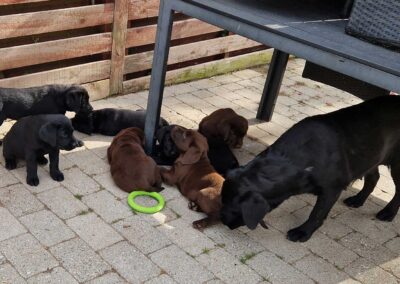 Nila i gårdhaven med sine 8 uger gamle Labradorhvalpe der leger og hviler sig