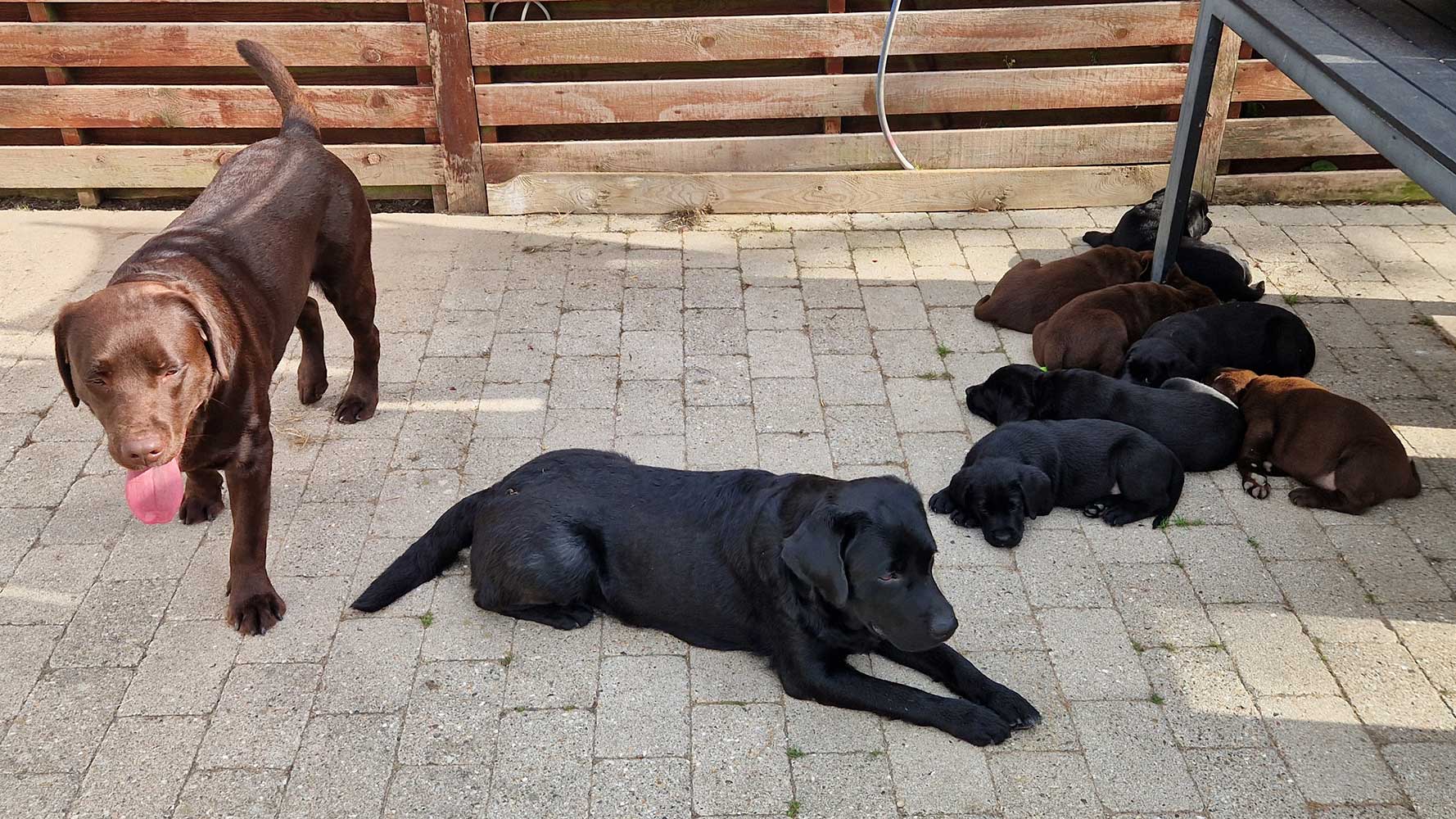 Labrador Retriever familien i gårdhaven med Nila, Noah og 8 uger gamle hvalpe