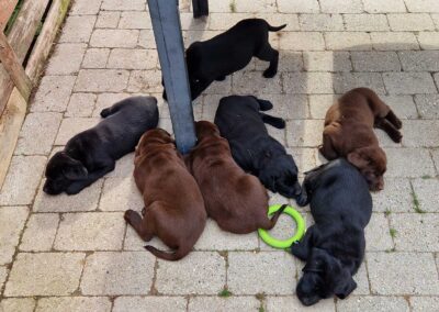 8 uger gamle Labradorhvalpe hviler sig sammen i gårdhaven efter leg