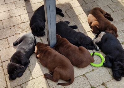 8 uger gamle Labrador Retriever hvalpe sover tæt sammen i gårdhaven
