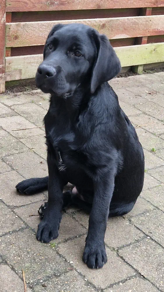 Max Max sidder ug hygger sig i gårdahaven