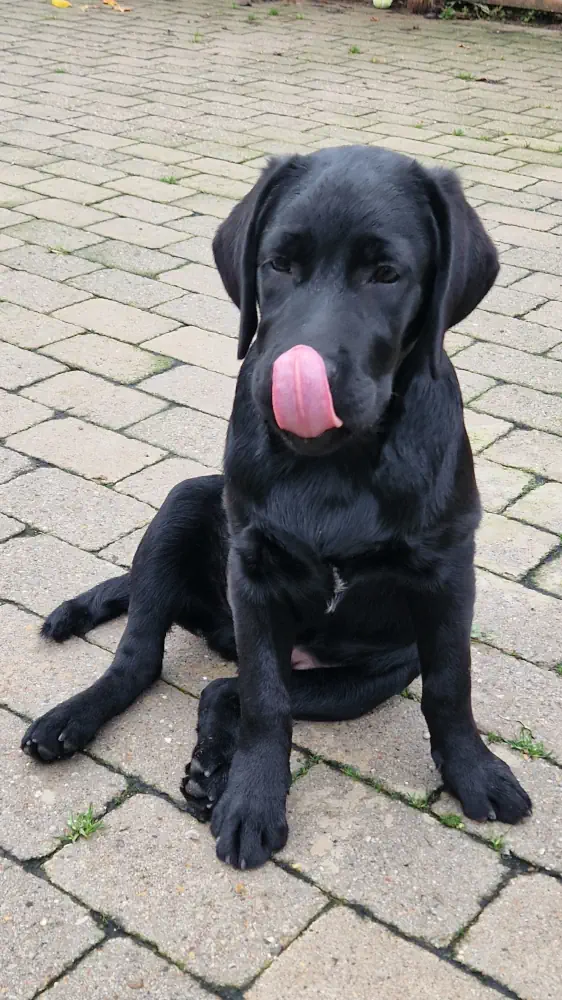 Max Max slikker sig om munden i gårdhaven