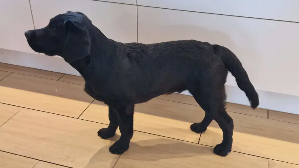 Hvalpene nærmer sig 19 uger