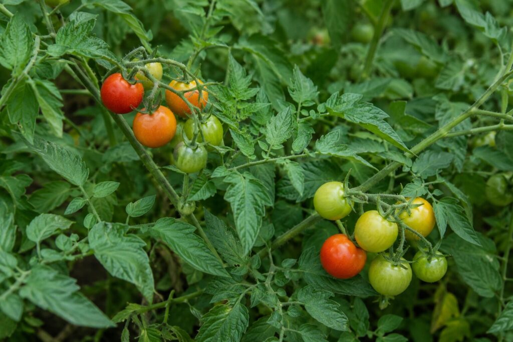 Tomater med forskellig modning på naturlige klaser mellem plantens takkede blade og hårede stængler.