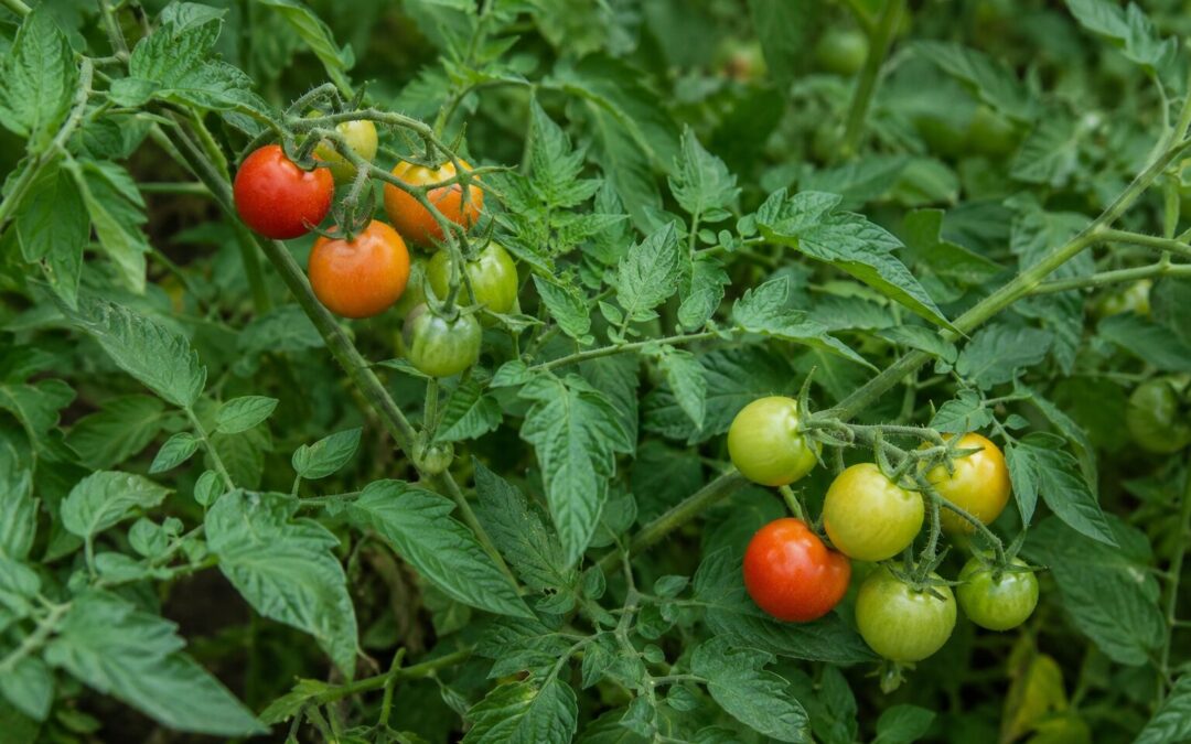 Tomater i drivhuset – fra udplantning til modne tomater