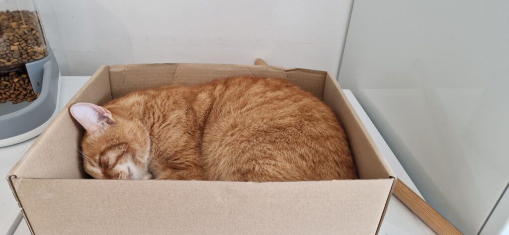 Den røde kat Elvis sover sammenkrøllet i en papkasse ved siden af foderautomaten.