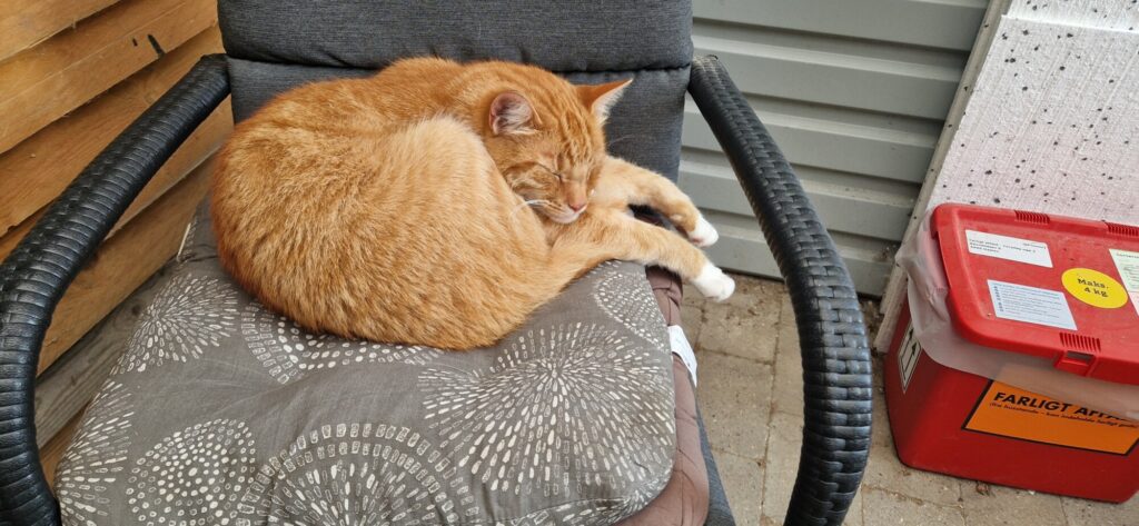 Elvis, en rødstribet kat med hvide poter, sover sammenkrøllet på en polstret stol.