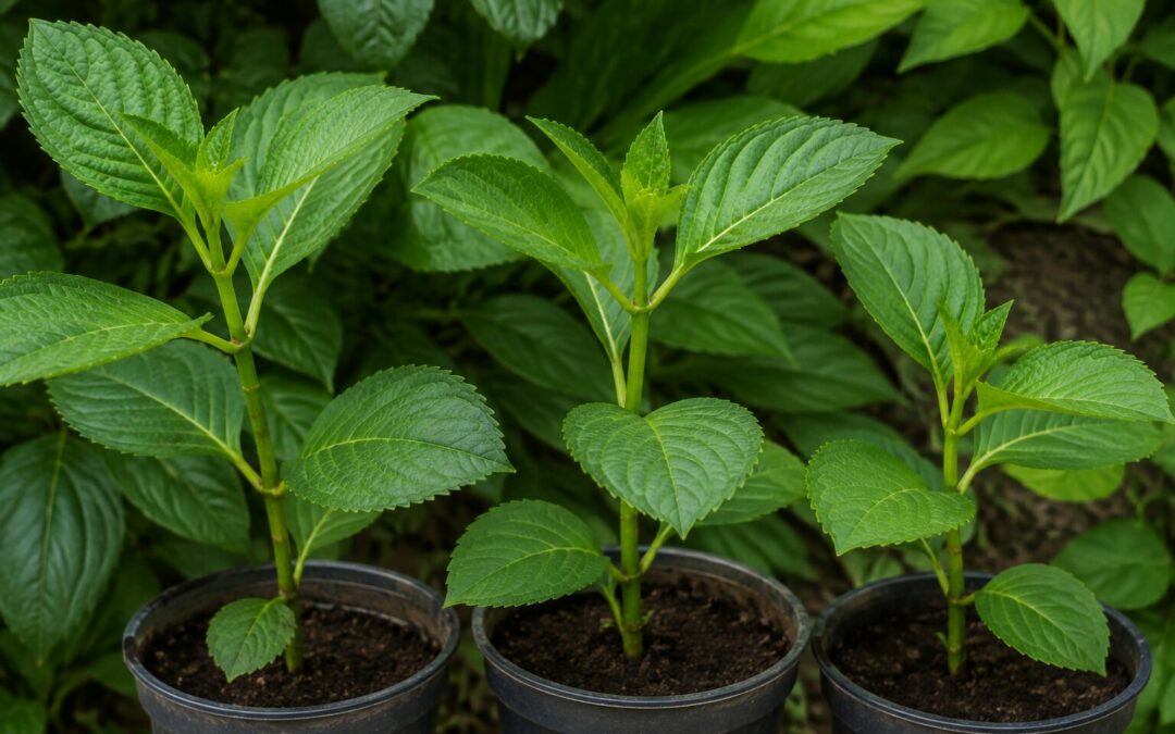 Stiklinger af prydplanter – fra et skud til en ny plante