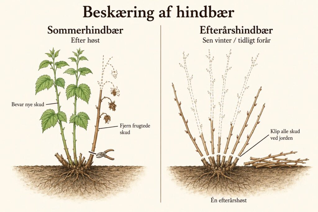 Beskæring af hindbær: Sommerhindbærs frugtede skud fjernes ved jorden, mens nye skud bevares. Efterårshindbær til én efterårshøst klippes helt ned før ny vækst.