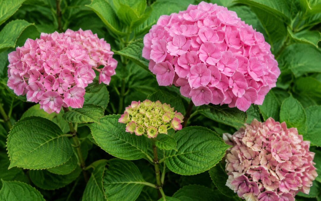Hortensia – pasning og beskæring efter art