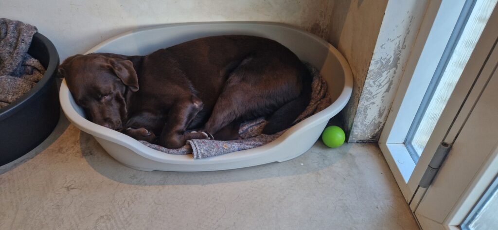 Noah, vores brune labrador, hviler sammenkrøllet i hundekurven.