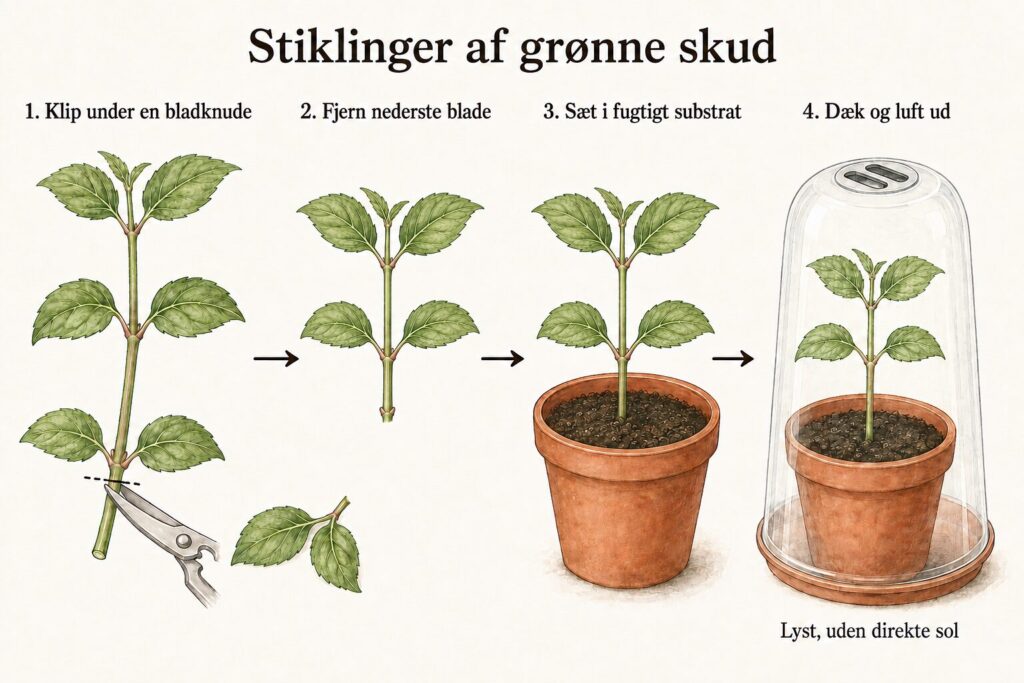 Fire trin til grønne stiklinger: Klip under en bladknude, fjern de nederste blade, sæt den nederste knude i fugtigt substrat, og dæk med en ventileret hætte uden direkte sol.